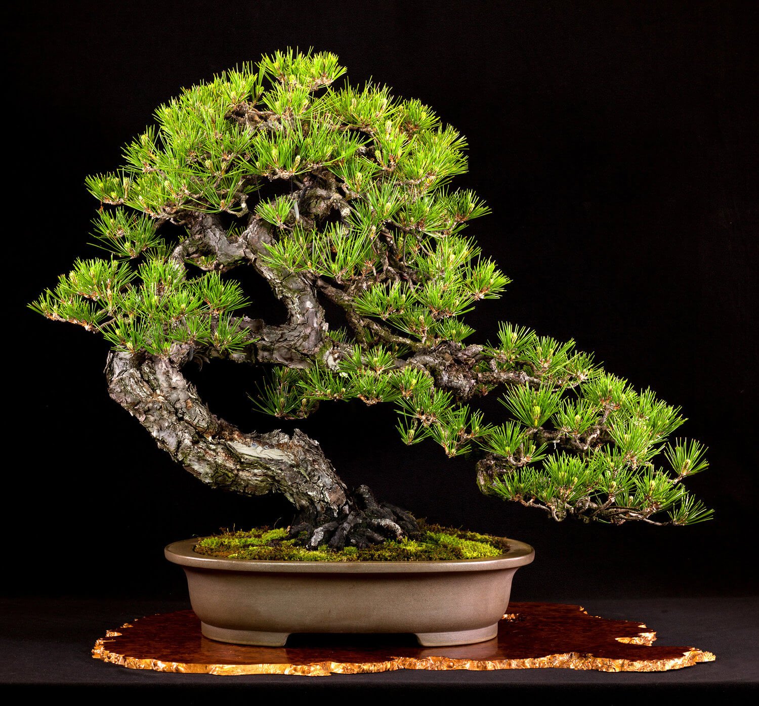 LỊCH SỬ RA ĐỜI CỦA NGHỆ THUẬT BONSAI