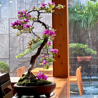 Hoa giấy cẩm thạch bonsai