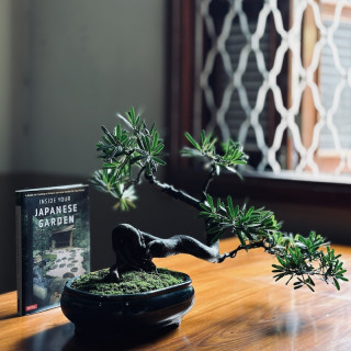 Tùng Đài Loan bonsai