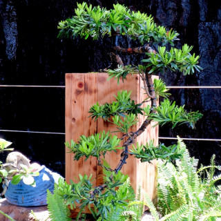 Tùng Đài Loan dáng thác đổ