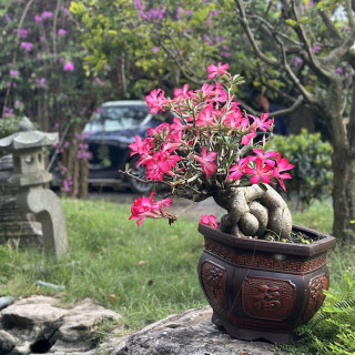 Sứ cổ tạo dáng bonsai