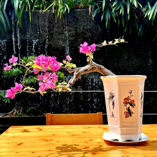 Hoa giấy tím Huế dáng bonsai